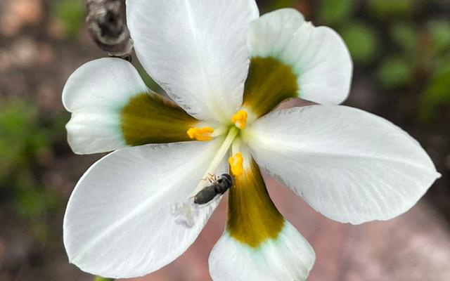 Blog_3_Aristea_teretifolia_1726470830