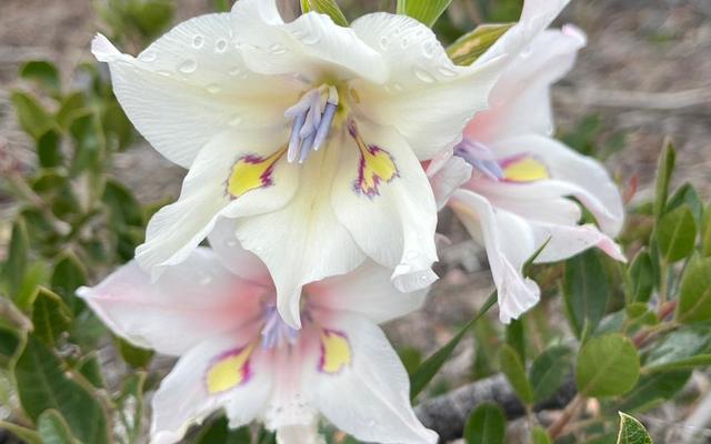 Blog_3_Gladiolus_rudis_1726470830