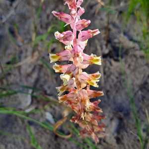 Blog_3_pink_Lachenalia_variegata_1726470829