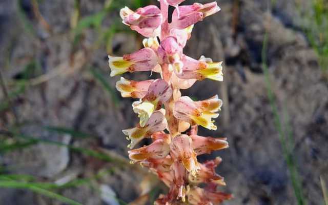 Blog_3_pink_Lachenalia_variegata_1726470829