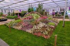 Award-Winning Artist’s Displays at Chelsea Flowers