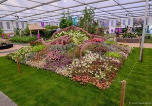 Award-Winning Artist’s Displays at Chelsea Flowers