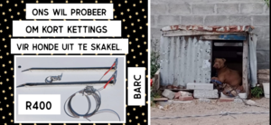 New Project: Longer Chains for Community Dogs