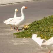 Meet Gawie Gansie: Goose of Gorgeous Gansbaai