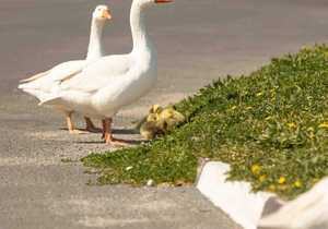 Meet Gawie Gansie: Goose of Gorgeous Gansbaai