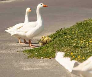 Meet Gawie Gansie: Goose of Gorgeous Gansbaai