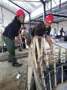 Fynbos Flower Exhibit: Grootbos Foundation Sneak Peek