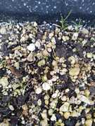 Milkwood Tree Propagation Experiments