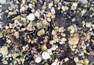 Milkwood Tree Propagation Experiments