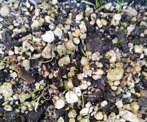 Milkwood Tree Propagation Experiments