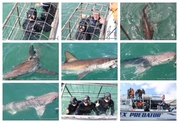 Daily Blog: 17 September 2024 | Shark Cage Diving in South Africa