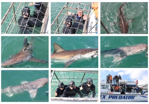 Daily Blog: 17 September 2024 | Shark Cage Diving in South Africa
