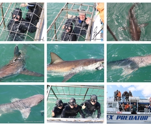 Daily Blog: 17 September 2024 | Shark Cage Diving in South Africa