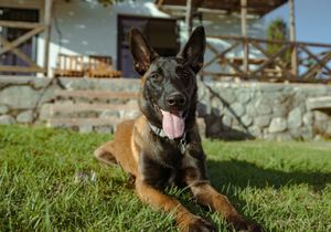 Pet-Friendly Accommodation at Stanford Hills Estate