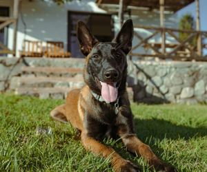 Pet-Friendly Accommodation at Stanford Hills Estate