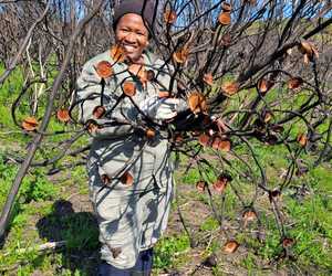 Sustainable Harvesting for the Future of Fynbos