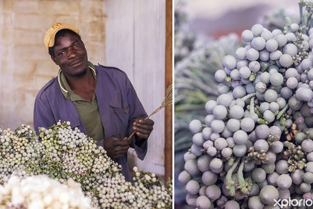 napier_nursery_pitstop_plante_flower_arrangements_1727097805