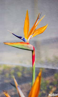 napier_nursery_pitstop_plante_nursery_5_1727097835