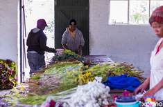 napier_nursery_pitstop_plante_functioning_flower_farm_1727097855