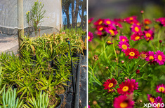 napier_nursery_pitstop_plante_nursery_collage_3_1727097883
