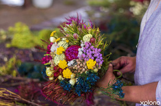 napier_nursery_pitstop_plante_flower_farm_1727097921