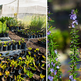 Nursery - Pitstop Plante - Xplorio™ Gansbaai