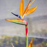 Nursery - Pitstop Plante - Xplorio™ Gansbaai