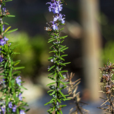 Nursery - Pitstop Plante - Xplorio™ Gansbaai