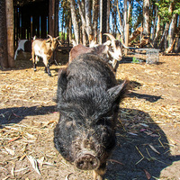 Farm Life - De Kleine Akker - Xplorio™ Gansbaai