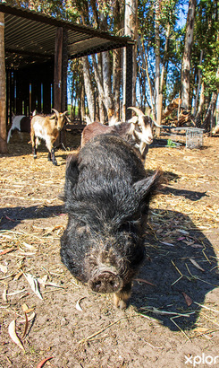 napier_accommodation_camping_de_kleine_akker_pig_1727099429