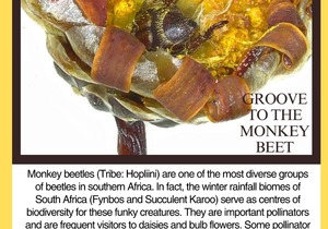 What’s Under the Microscope? Monkey Beetles!