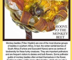 What’s Under the Microscope? Monkey Beetles!