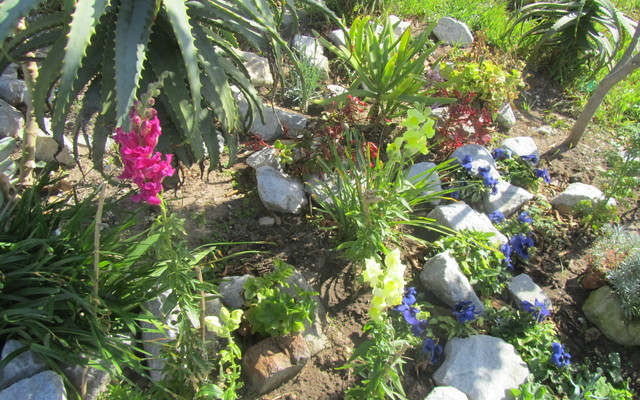 AsmaMannetjie3_1727428771