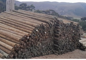 Pine Pole Delivery to Haygrove