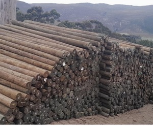 Pine Pole Delivery to Haygrove