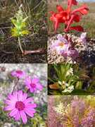 Heritage Day Blooms: Celebrating Biodiversity