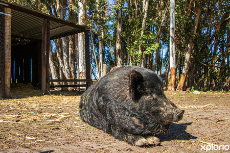 napier_accommodation_sielsalig_self_catering_cottage_pigs_life_1727678825