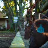 Farm Life - Sielsalig Self-Catering Cottage - Xplorio™ Gansbaai