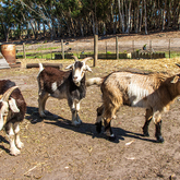 Farm Life - Sielsalig Self-Catering Cottage - Xplorio™ Gansbaai