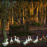 Farm Life - Sielsalig Self-Catering Cottage - Xplorio™ Gansbaai