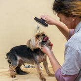 Dog Grooming - Pet Food Express - Xplorio™ Gansbaai