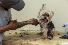Professional Dog Grooming Services