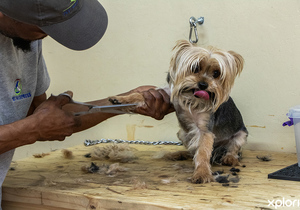Professional Dog Grooming Services