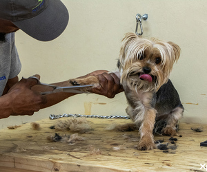 Professional Dog Grooming Services
