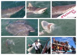 Daily Blog: 01 October 2024 | Shark Cage Diving in South Africa