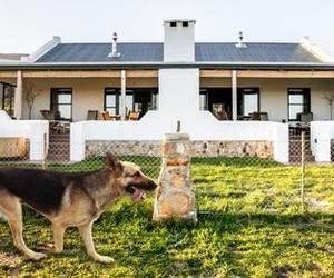 Experience Dog-Friendly Self-Catering Holidays at Stanford Hills