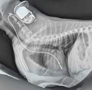 Did you know? A Pacemaker Could Save a Dog’s Life