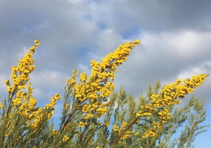 Honeybush Tea: Sweet South African Fynbos Infusion