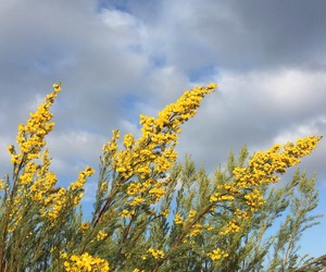 Honeybush Tea: Sweet South African Fynbos Infusion
