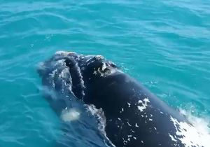 A Southern Right Whale Adventure While Staying at Schooner House